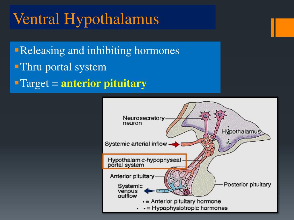 PPT The Endocrine System PowerPoint Presentation, free download ID