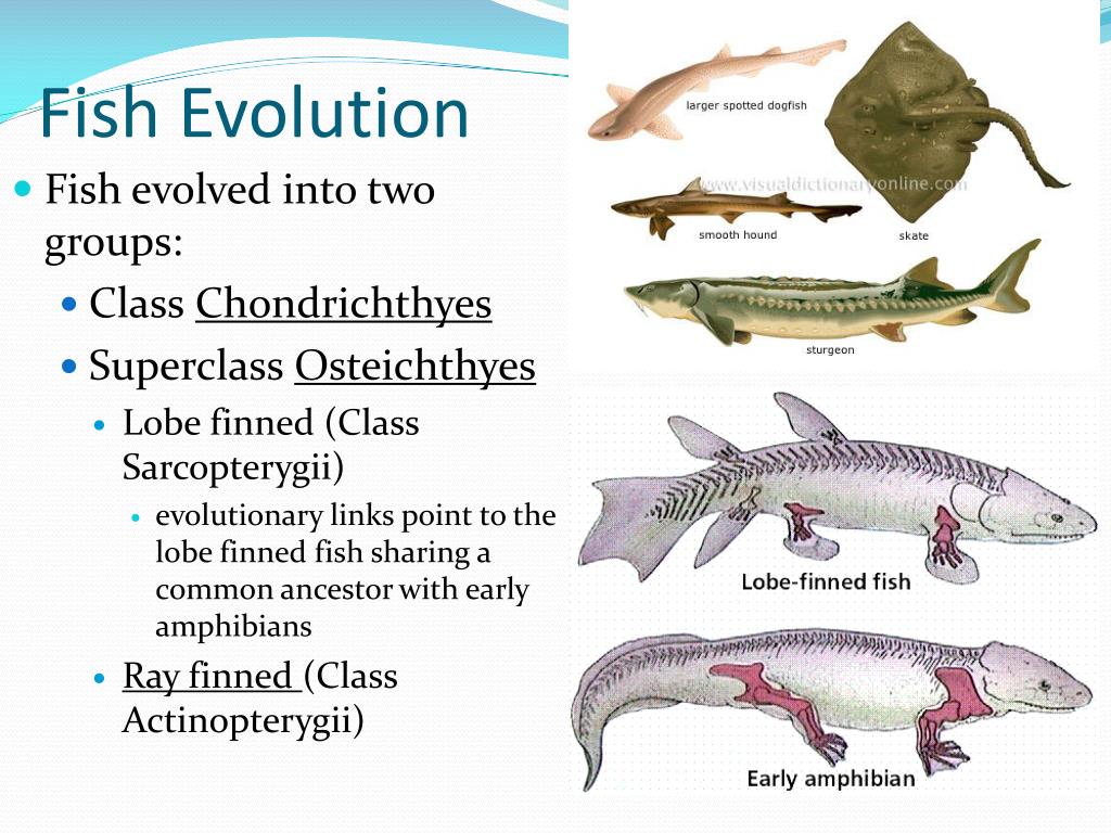 PPT Fish PowerPoint Presentation, free download ID2000497