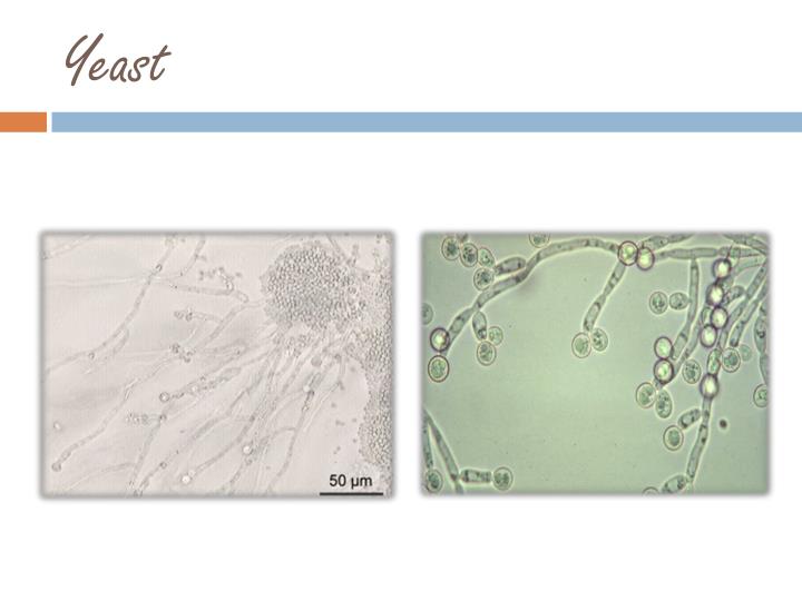 PPT KOH SMEAR PowerPoint Presentation ID2000540