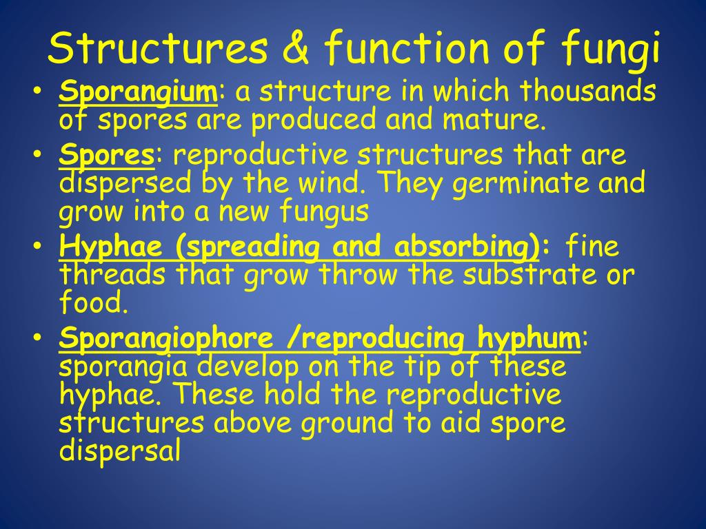 PPT Fungi PowerPoint Presentation, free download ID2000563