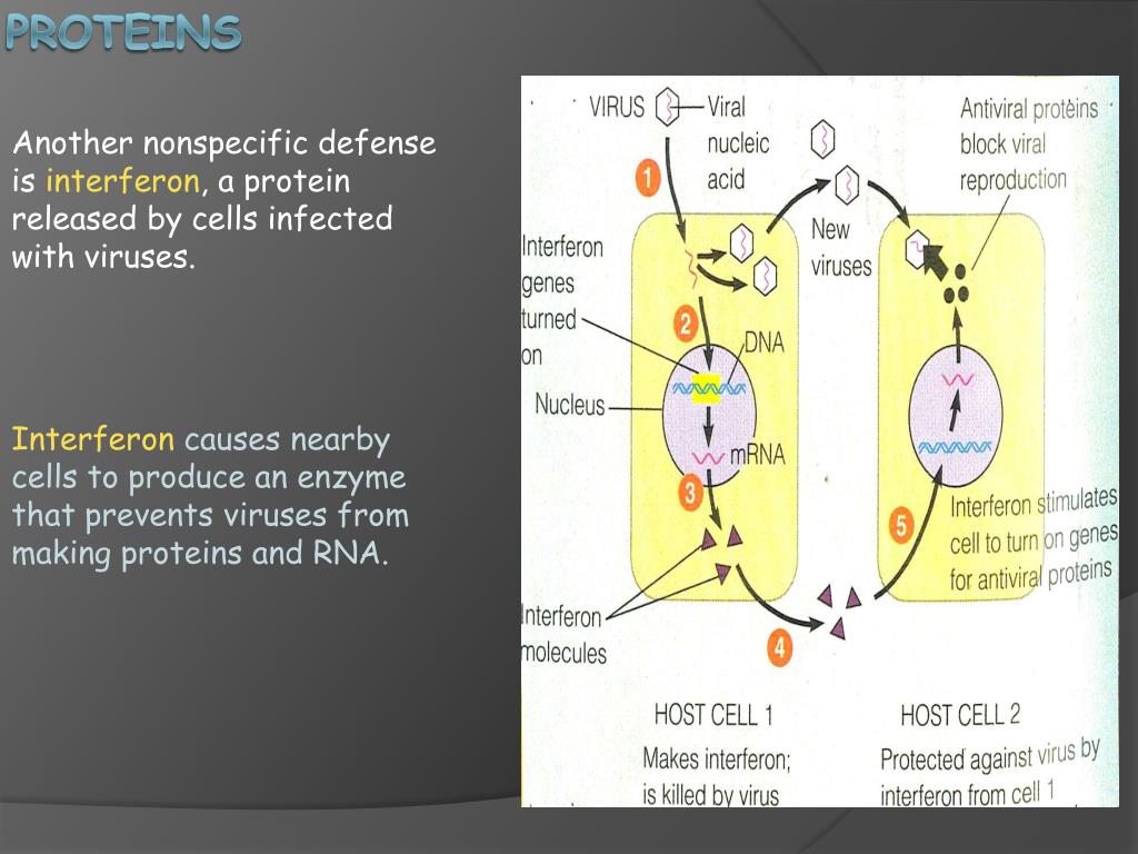 PPT Biology Ch 40.1 Bodies defenses PowerPoint Presentation, free