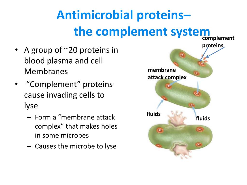 PPT The Immune System PowerPoint Presentation, free download ID2000651