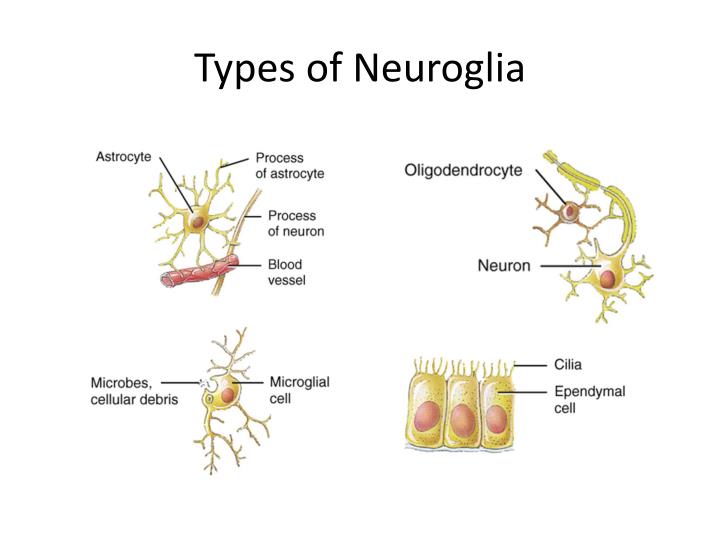 PPT Histology of Nervous Tissue PowerPoint Presentation ID2000973