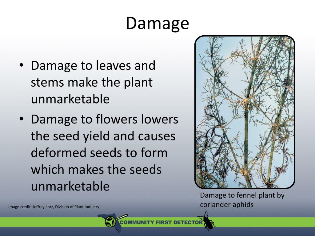 PPT Coriander Aphid Hyadaphis coriandri PowerPoint Presentation, free