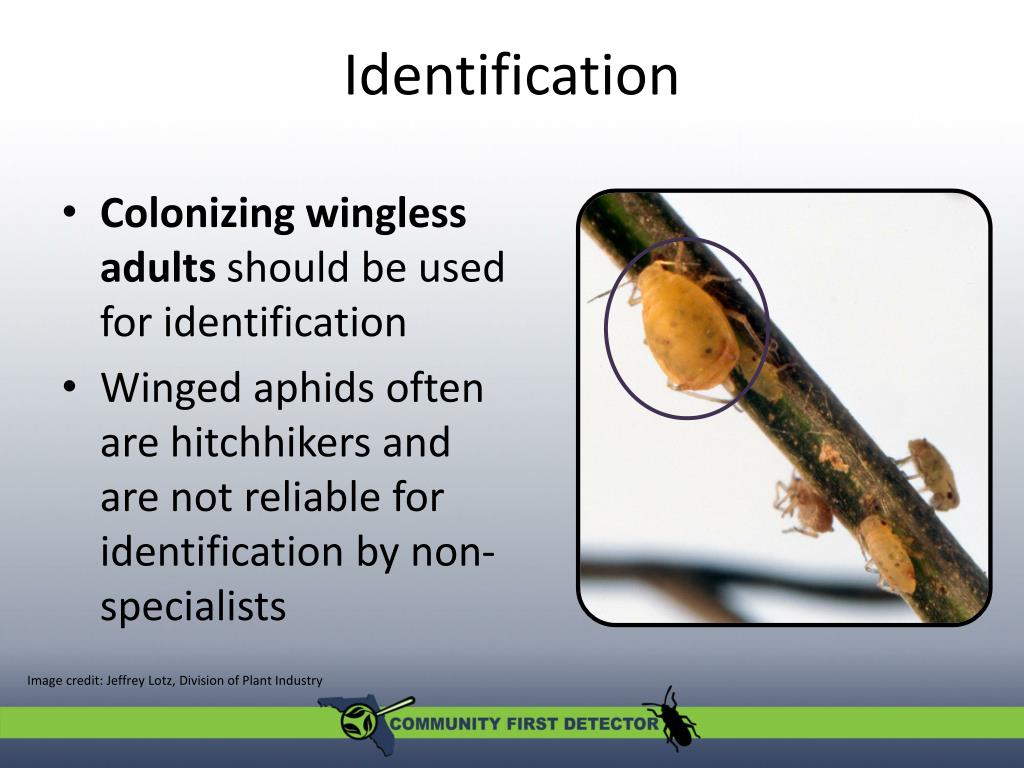 PPT Coriander Aphid Hyadaphis coriandri PowerPoint Presentation, free