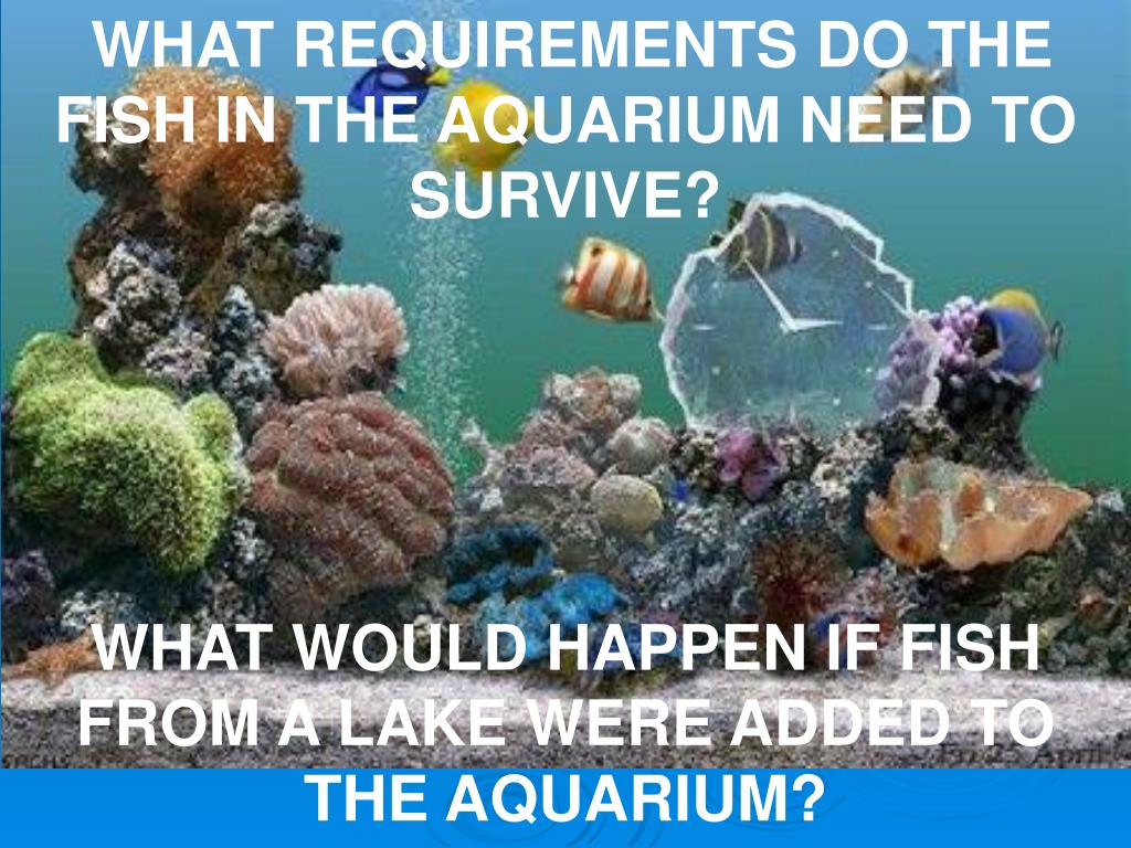 PPT WHAT REQUIREMENTS DO THE FISH IN THE AQUARIUM NEED TO SURVIVE