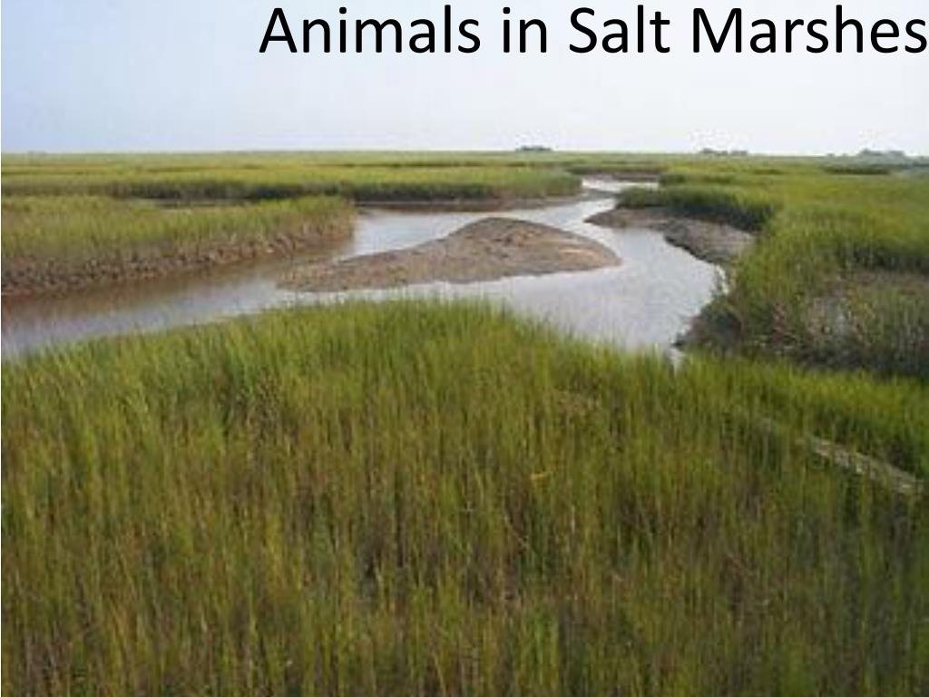 PPT The Plants and Animals of Salt Marshes and Mudflats PowerPoint