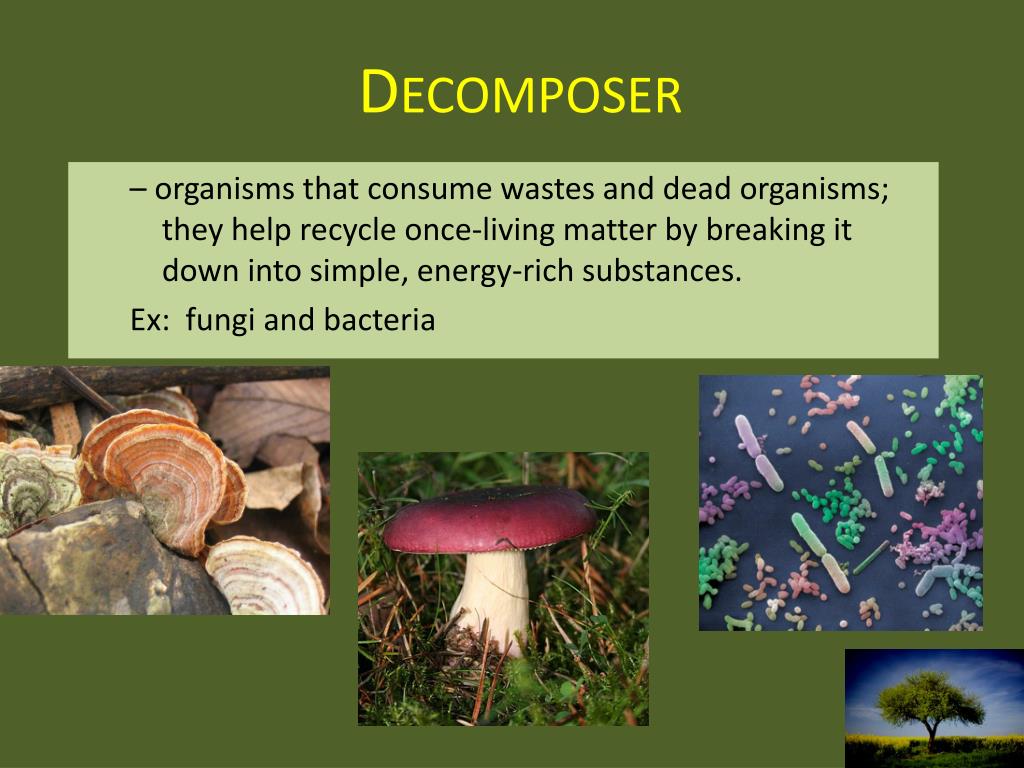 PPT Ecology 101 PowerPoint Presentation, free download ID2003136