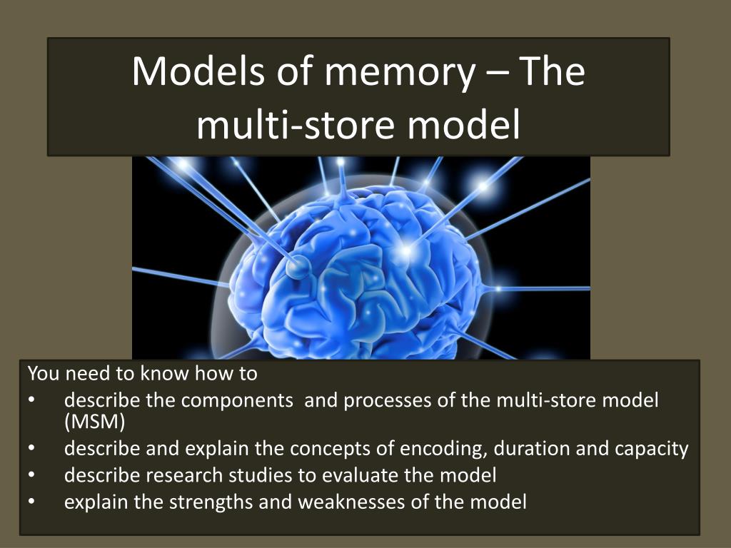 PPT Models of memory The multistore model PowerPoint Presentation
