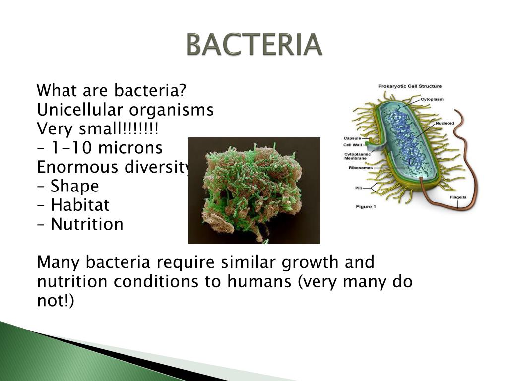 PPT FOOD SPOILAGE AND PRESERVATION PowerPoint