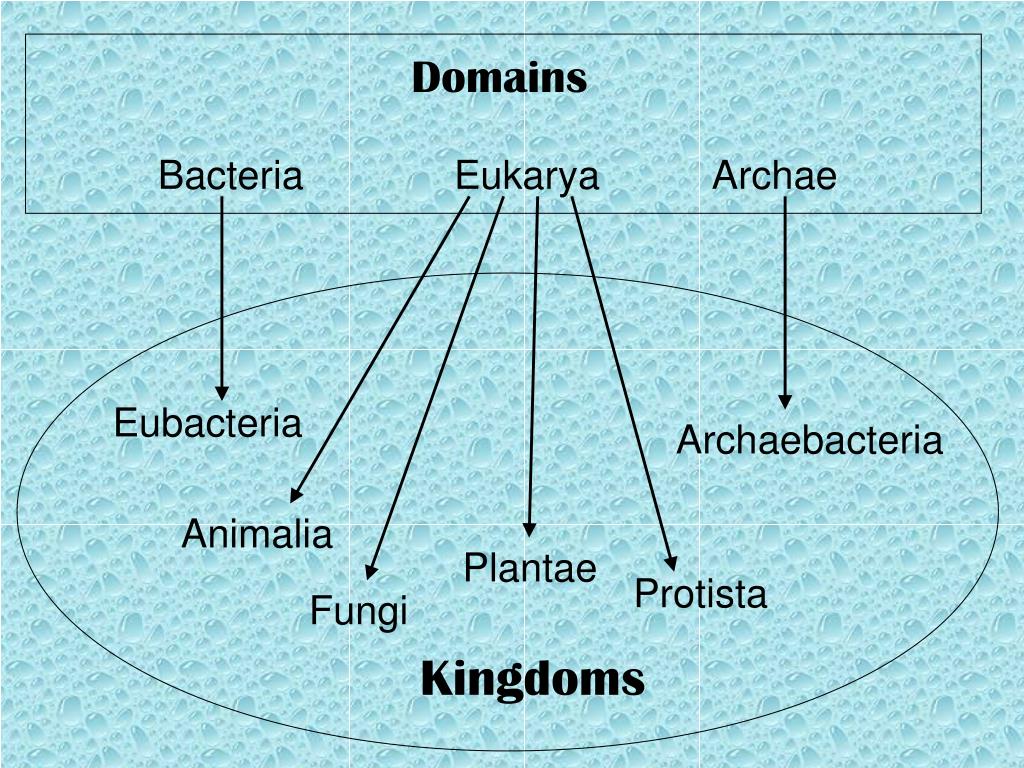 PPT - Bacteria Eukarya Archae PowerPoint Presentation, free download