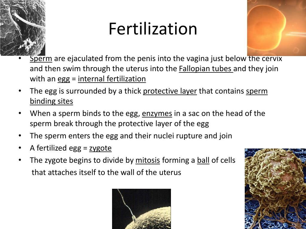 PPT Fertilization PowerPoint Presentation, free download ID2007962