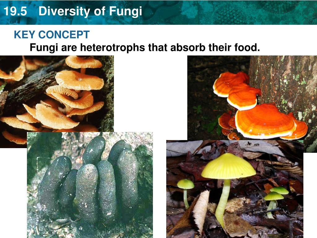 PPT KEY CONCEPT Fungi are heterotrophs that absorb their food. PowerPoint Presentation ID
