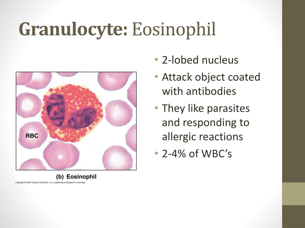 PPT Chapter 11 The Cardiovascular System Blood PowerPoint