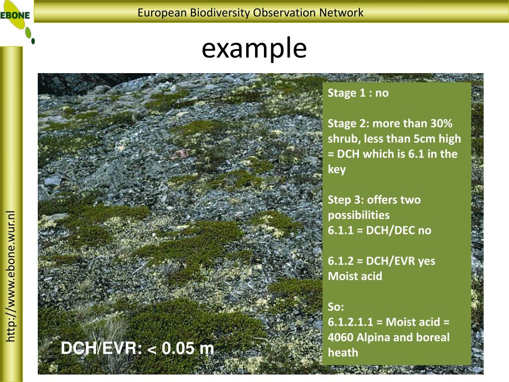 PPT Ebone PowerPoint Presentation, free download ID2010945