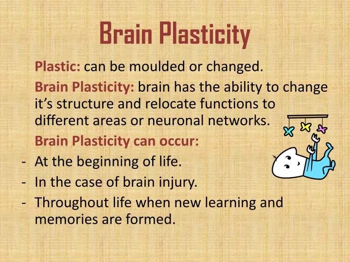 PPT Brain Plasticity PowerPoint Presentation, free download ID2011086