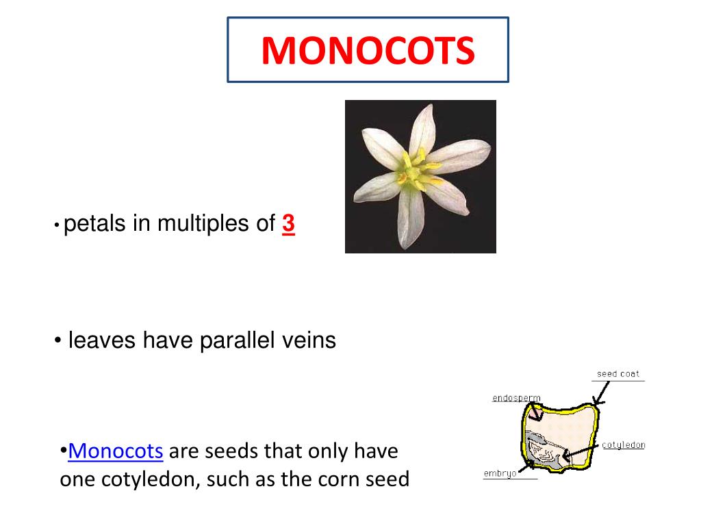 PPT MONOCOTS PowerPoint Presentation, free download ID2011182