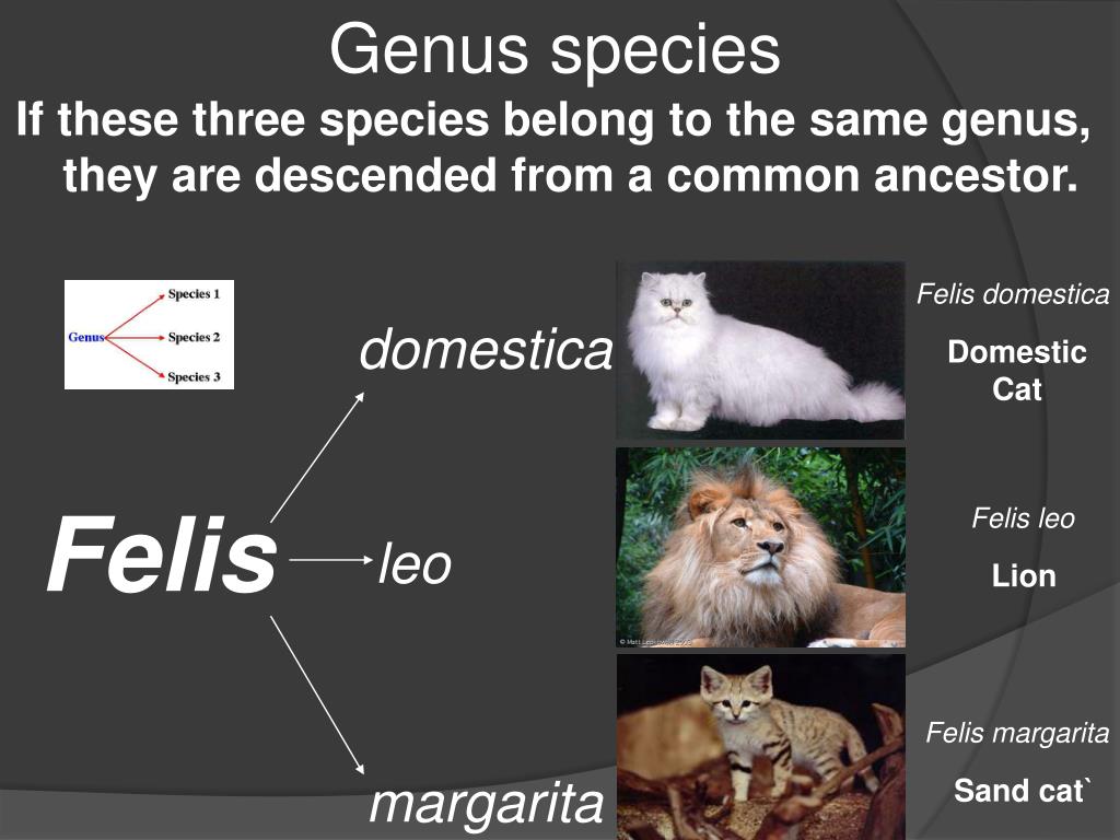 PPT Evolutionary Classification PowerPoint Presentation, free