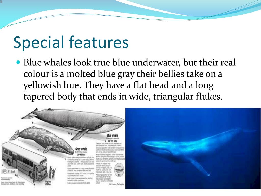 PPT Blue whales PowerPoint Presentation, free download ID2012013