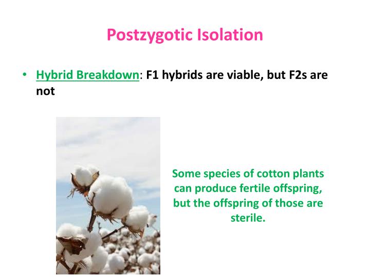 PPT Fun Fact! Imagine this… PowerPoint Presentation ID2012063