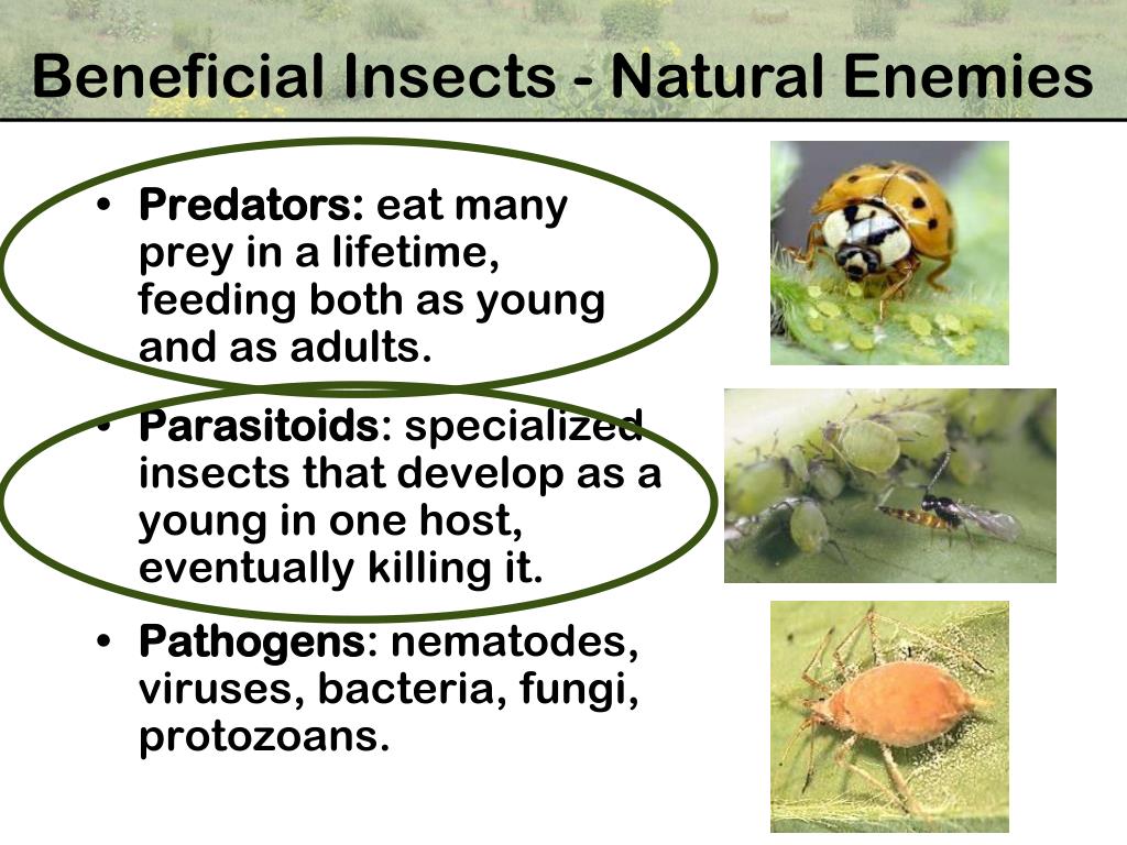 PPT Michigan Native Plants that Attract Beneficial Insects