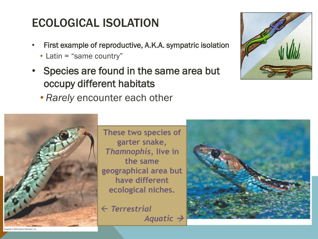 Ecological Isolation Explained With Examples Biology Wise, 44 OFF