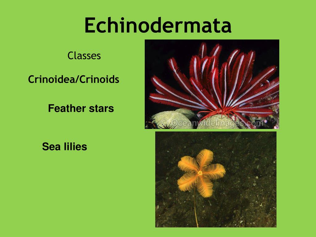 PPT Phylum Echinodermata (Means spiny skin) PowerPoint Presentation, free download ID2012551
