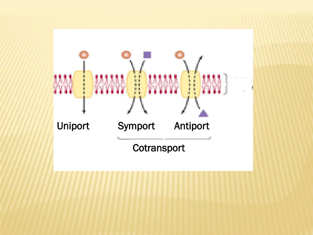 Cell Transport Concept Map Uniport Symport PPT CELL & BIOLOGICAL MEMBRANES Lecture2 First Year, MBBS PowerPoint