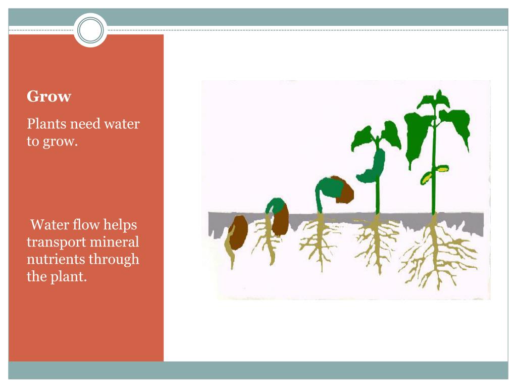 PPT Plants PowerPoint Presentation, free download ID2012666