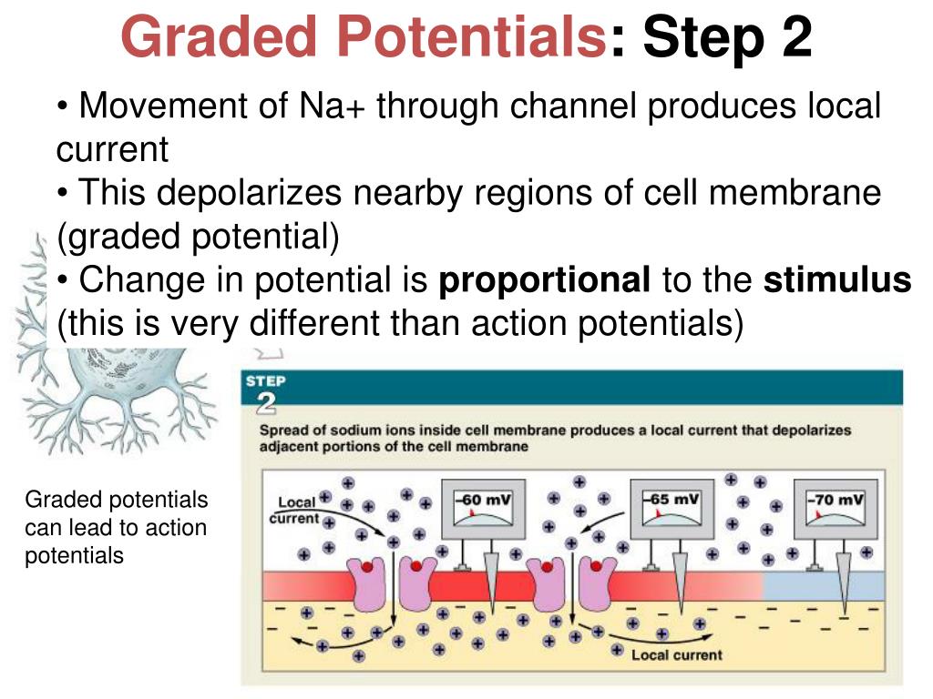 PPT Neurophysiology PowerPoint Presentation, free download ID2013126