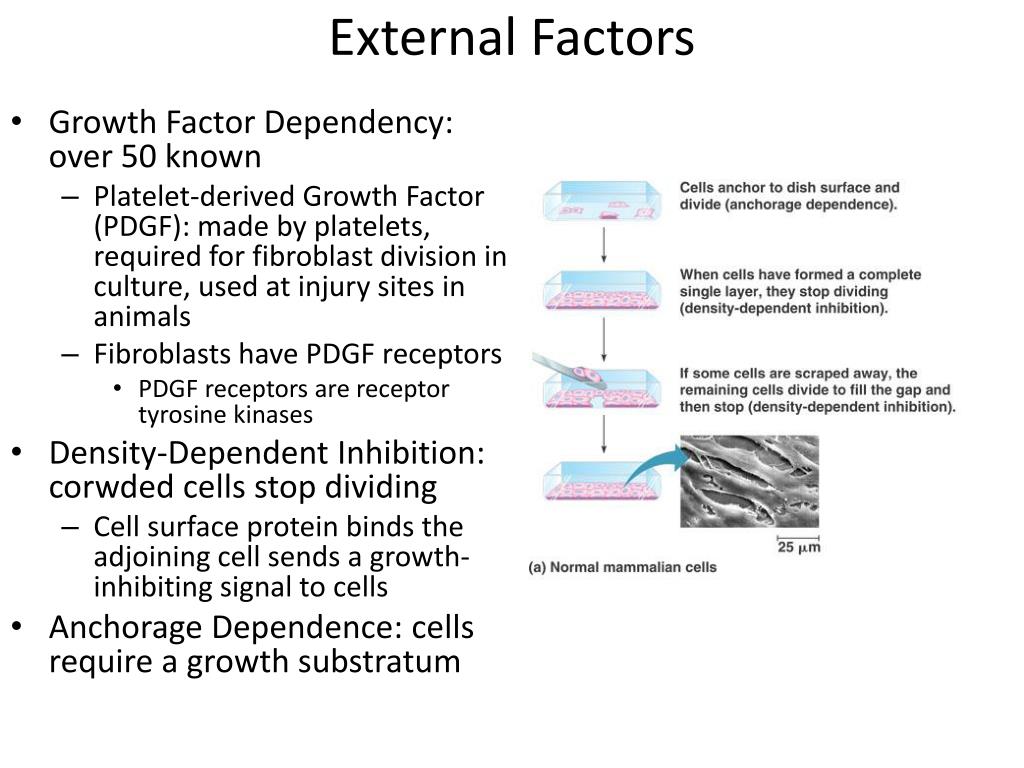 PPT Chapter 12 The Cell Cycle PowerPoint Presentation, free download