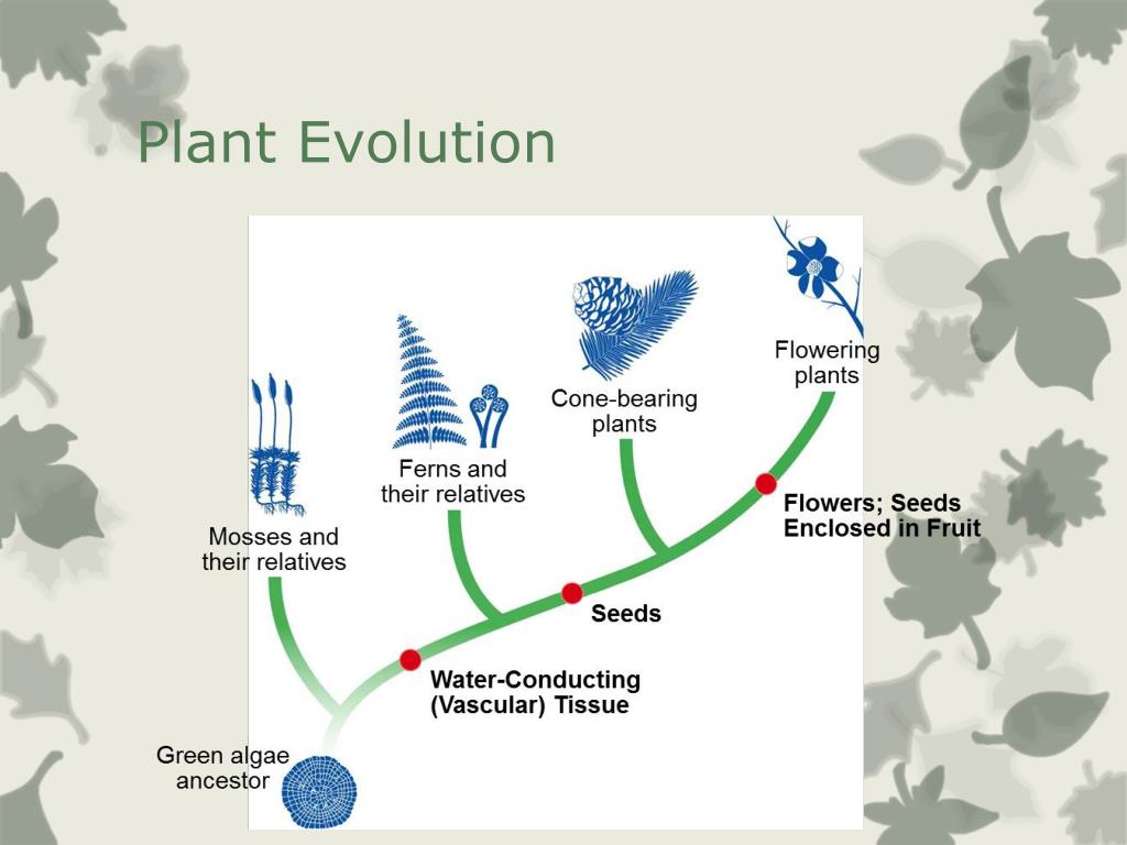 PPT Plant Diversity PowerPoint Presentation, free download ID2014500
