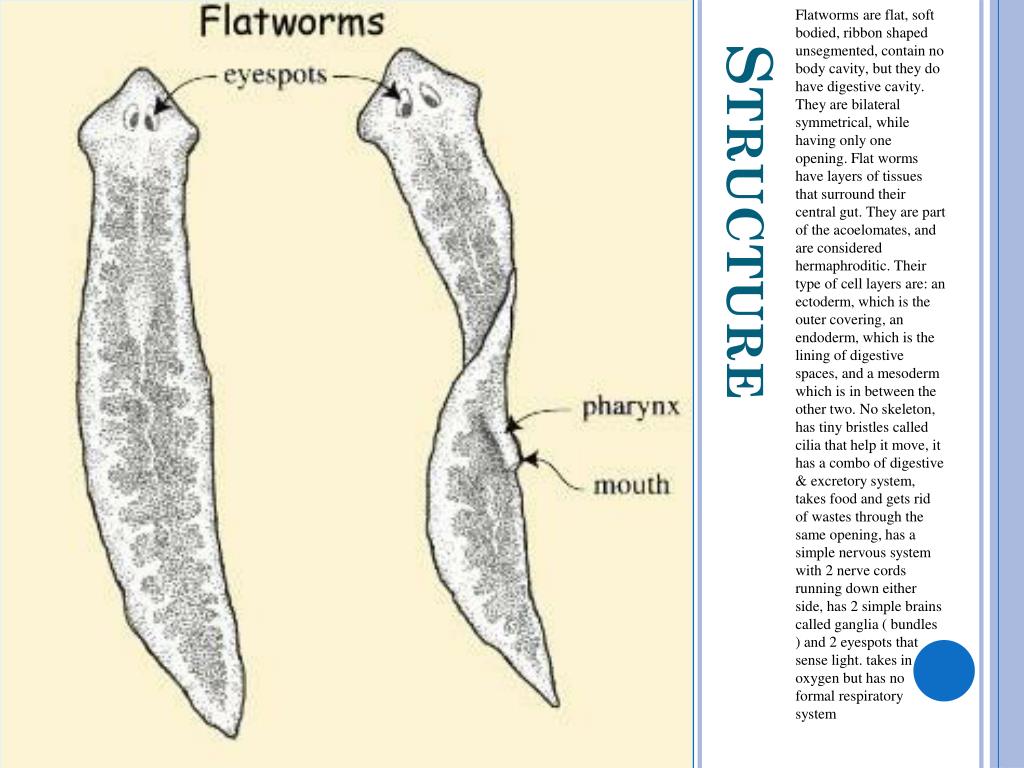 PPT Flatworms & roundworms PowerPoint Presentation, free download