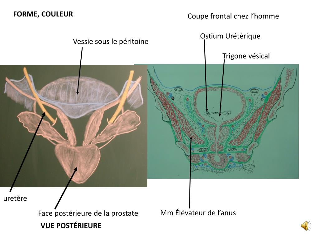 PPT GLANDES GÉNITALES MASCULINES ANNEXES PowerPoint