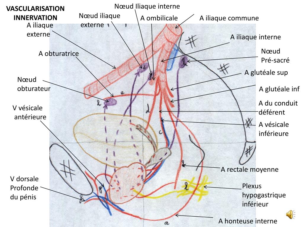 PPT GLANDES GÉNITALES MASCULINES ANNEXES PowerPoint Presentation