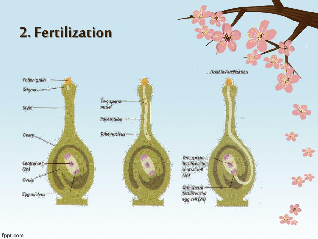 PPT Angiosperms PowerPoint Presentation, free download ID2014997