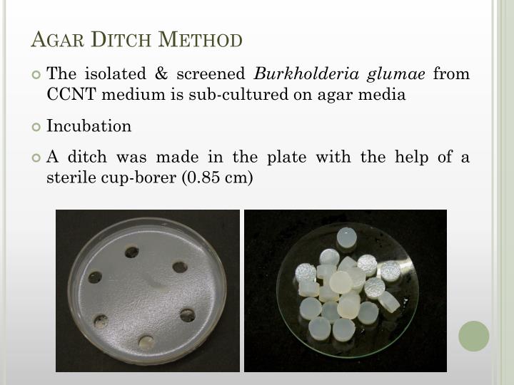 PPT Biocontrol of “Bacterial Seedling Rot and Grain Rot of Rice