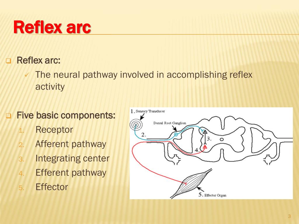 PPT Spinal Cord reflexes PowerPoint Presentation, free download ID