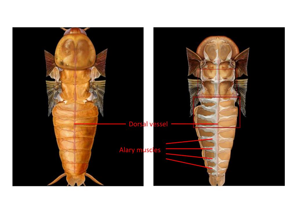 PPT Internal Anatomy of Insects (Lectures 13) PowerPoint