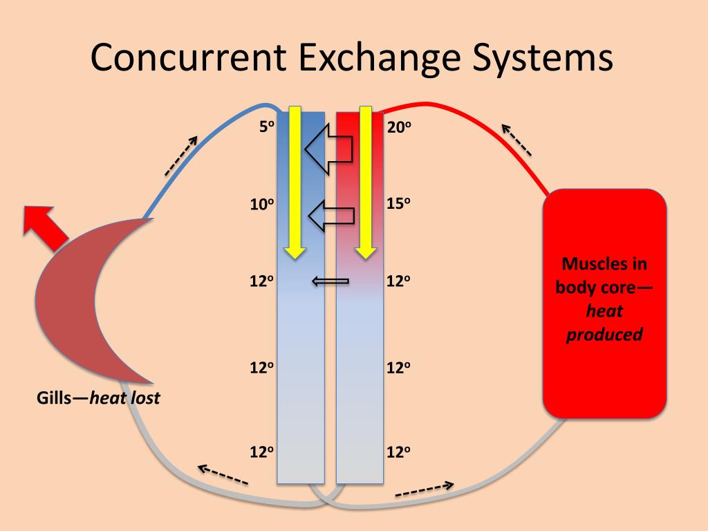 PPT Soft internal anatomy, respiration, & osmoregulation PowerPoint Presentation ID2015808