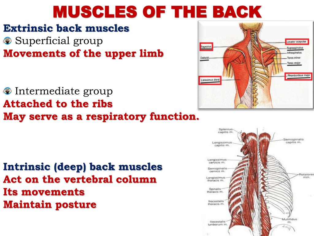 PPT Superficial muscles of the back PowerPoint