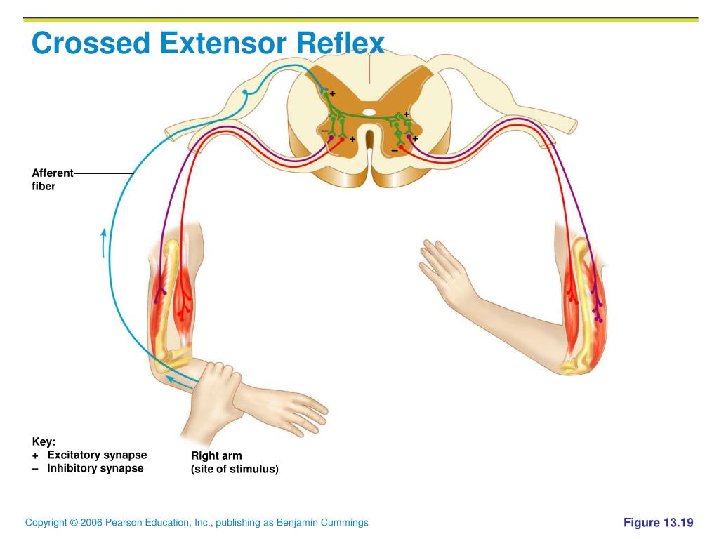 PPT The Peripheral Nervous System (PNS ) Reflexes