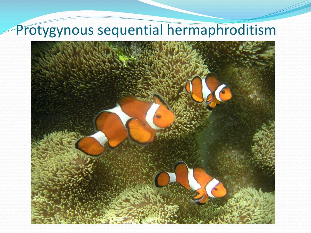 PPT Internal Physiology of Fishes PowerPoint Presentation, free