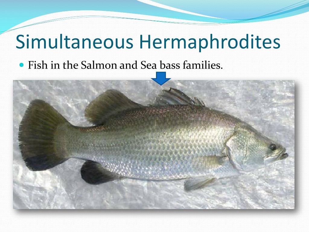 PPT Internal Physiology of Fishes PowerPoint Presentation, free