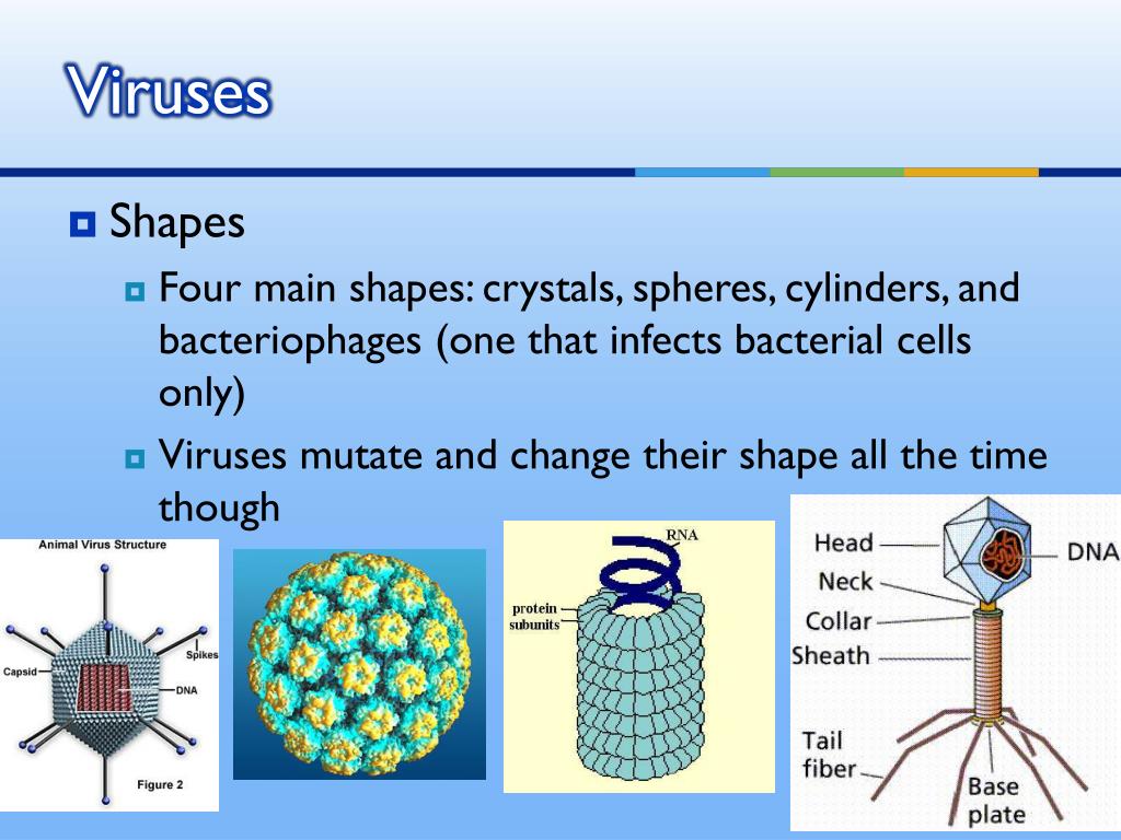 PPT Pathogens Agents of Disease PowerPoint Presentation