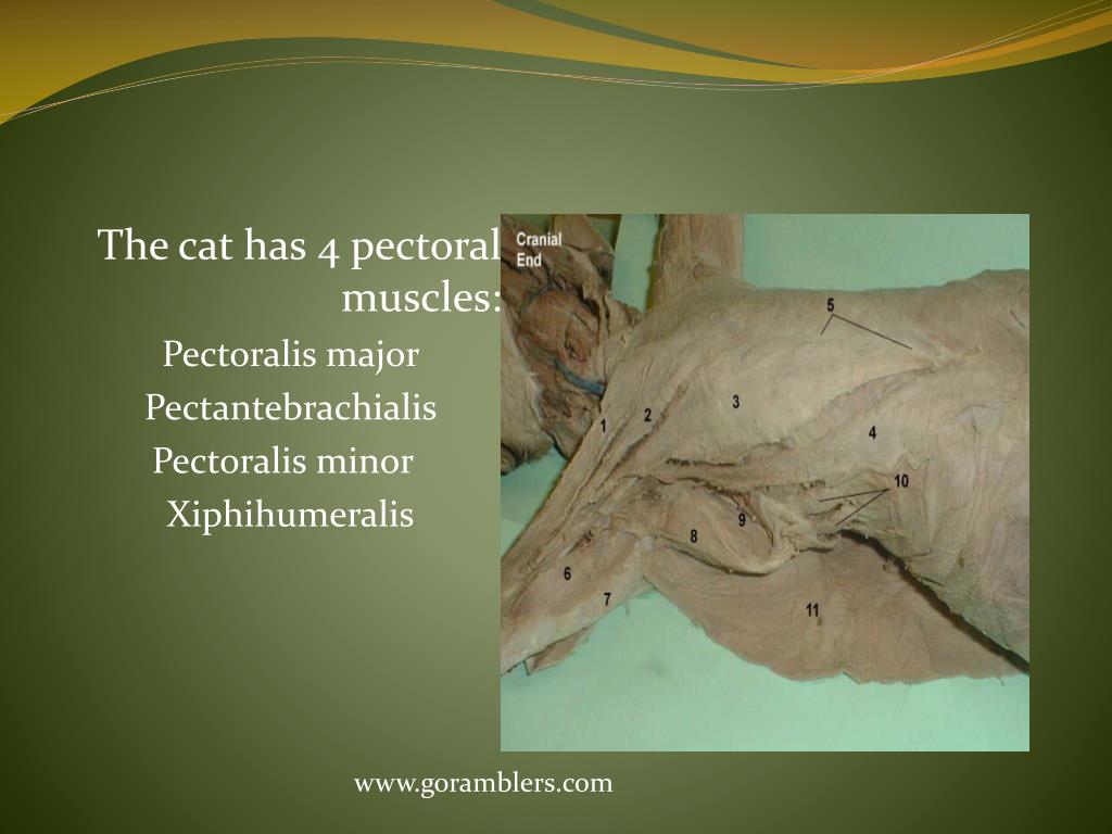 PPT CAT DISSECTION PowerPoint Presentation, free download ID2017019