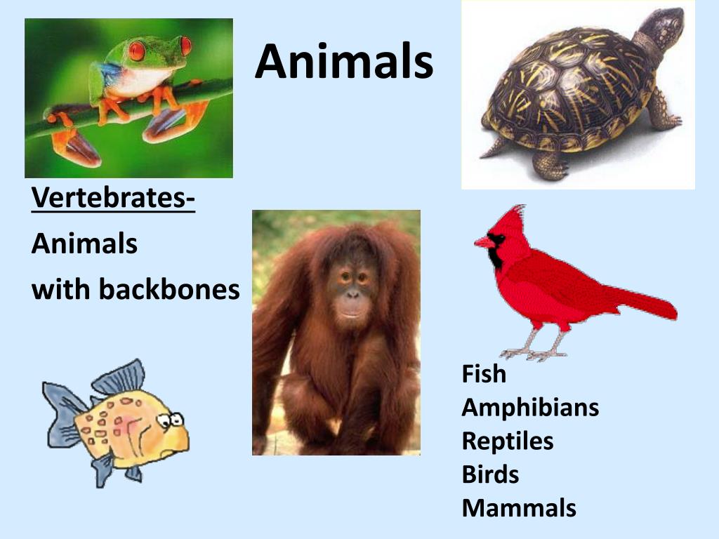 PPT Introduction to Kingdom Animalia PowerPoint Presentation, free