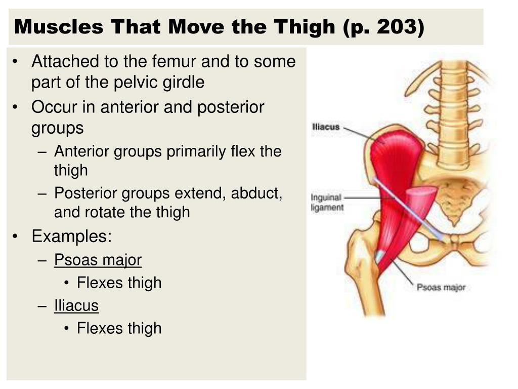 Muscles are groups of cells in the body that have the ability to contract and relax. PPT - Names of Muscles are Descriptive PowerPoint Presentation - ID:2017536
