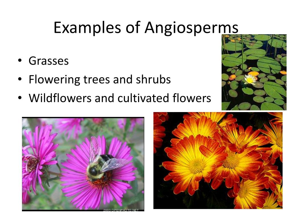 PPT Angiosperms vs. Gymnosperms PowerPoint Presentation, free