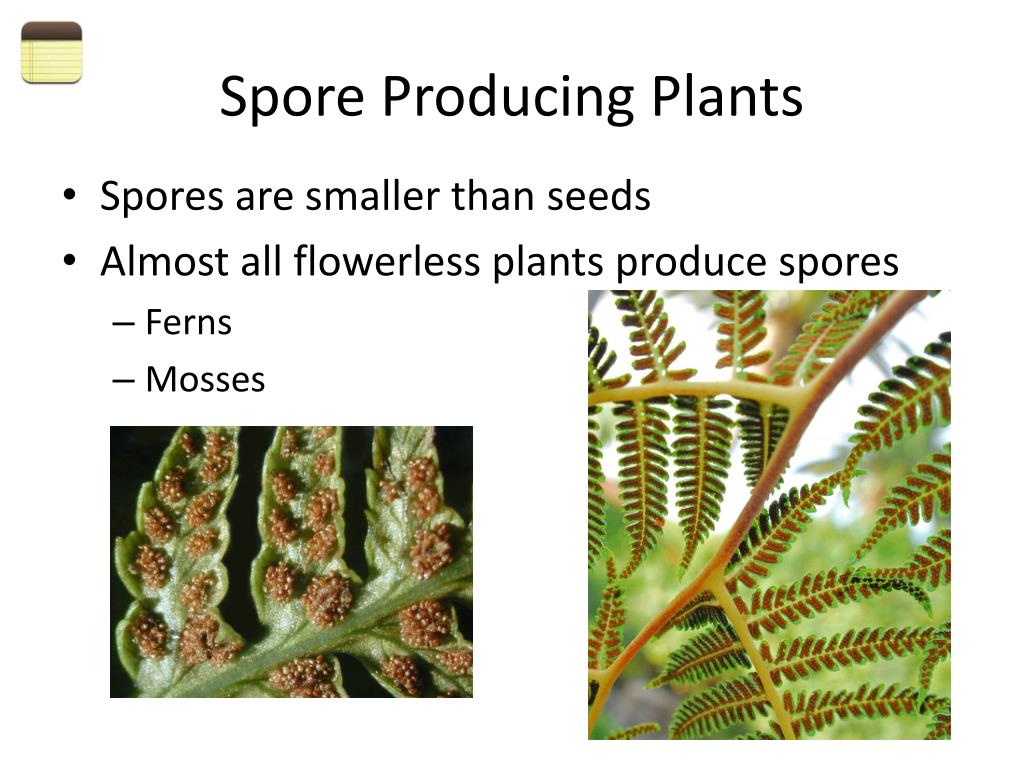 PPT How Plants Are Classified PowerPoint Presentation, free download